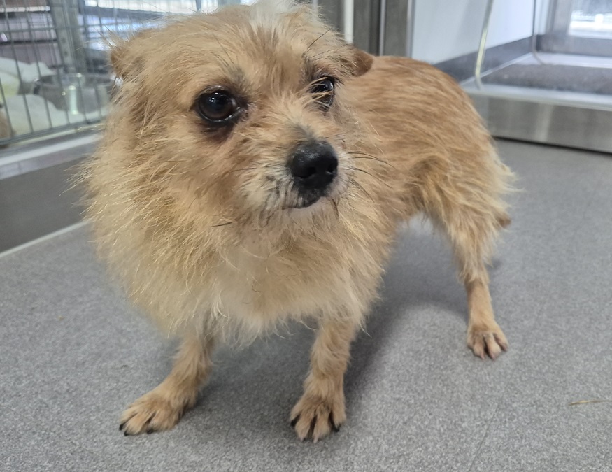 보호중 믹스견의 가…